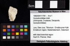Foto (Objket + Etiketten) von Cracensigillatus acutirostris (Moericke, 1889) 